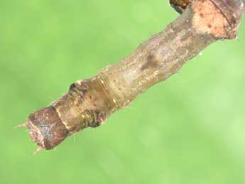  Chenille de Ennomos erosaria D. & S. - �Philippe Mothiron