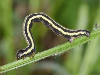  Chenille de Isturgia famula Esp. - �Philippe Mothiron