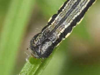  Chenille de Isturgia famula Esp. - �Philippe Mothiron