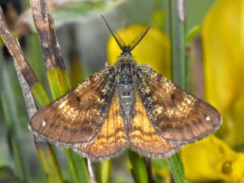 Isturgia famula Esp. adulte - �Philippe Mothiron