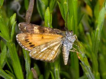 Isturgia famula Esp. adulte - �Philippe Mothiron