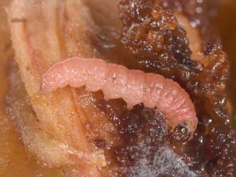  Chenille de Grapholita funebrana Tr. - �Philippe Mothiron