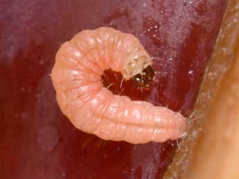  Chenille de Grapholita funebrana Tr. - �Philippe Mothiron