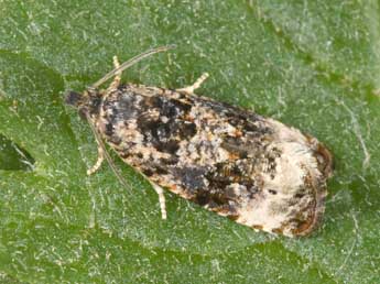 Endothenia gentianaeana Hb. adulte - �Philippe Mothiron