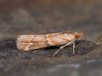Ancylosis harmoniella Rag. adulte - �Lionel Taurand