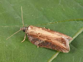 Acleris hastiana L. adulte - �Philippe Mothiron
