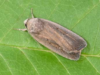 Proxenus hospes Frr adulte - �Philippe Mothiron