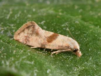 Cochylidia implicitana Wocke adulte - �Philippe Mothiron