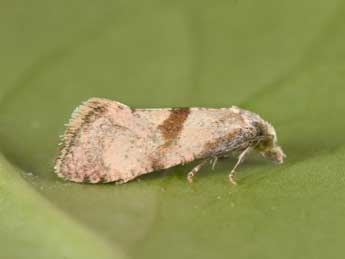 Cochylidia implicitana Wocke adulte - �Philippe Mothiron