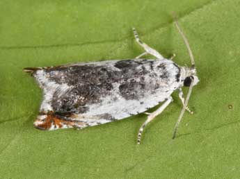 Ancylis laetana F. adulte - �Philippe Mothiron