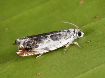 Ancylis laetana F. adulte - �Philippe Mothiron