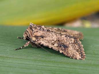 Mythimna languida Wlk. adulte - �Lionel Taurand