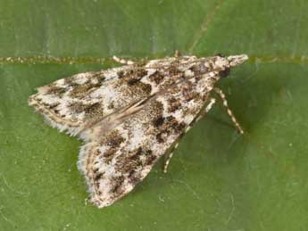 Eudonia lineola Curt. adulte - �Philippe Mothiron