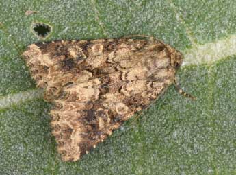 Conisania luteago D. & S. adulte - �Philippe Mothiron