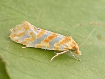 Aethes margaritana Hw. adulte - �Philippe Mothiron