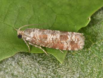 Rhyacionia maritimana Pr�se adulte - �Philippe Mothiron