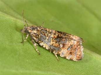 Olethreutes micana D. & S. adulte - �Philippe Mothiron