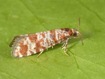 Rhyacionia miniatana Stgr adulte - �Philippe Mothiron