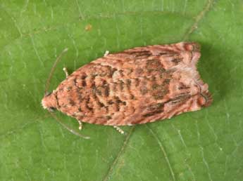 Gypsonoma minutana Hb. adulte - �Philippe Mothiron