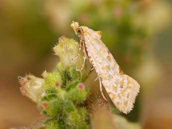 Aethes moribundana Stgr adulte - �Lionel Taurand