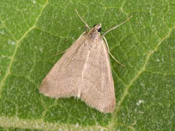 Evergestis mundalis Gn. adulte - �Philippe Mothiron