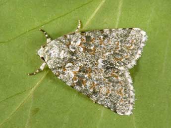 Bryopsis muralis Forst. adulte - �Philippe Mothiron