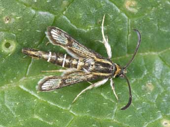 Pyropteron muscaeforme Esp. adulte - �Philippe Mothiron