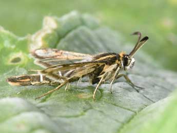 Pyropteron muscaeforme Esp. adulte - �Philippe Mothiron