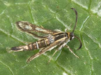 Pyropteron muscaeforme Esp. adulte - �Philippe Mothiron