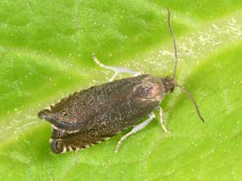 Cydia nigricana F. adulte - �Philippe Mothiron