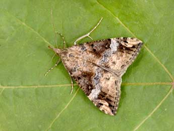 Hypena obsitalis Hb. adulte - �Philippe Mothiron