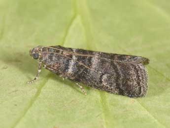 Acrobasis obtusella Hb. adulte - �Philippe Mothiron