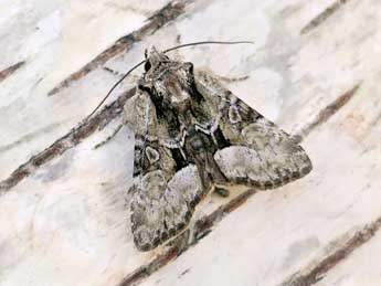 Pabulatrix pabulatricula Brahm adulte - �Morten Top