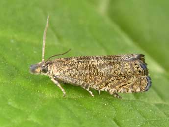 Dichrorampha plumbagana Tr. adulte - �Philippe Mothiron
