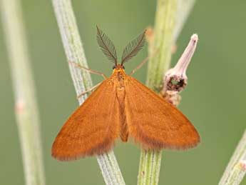Anthometra plumularia Bsdv. adulte - �Lionel Taurand