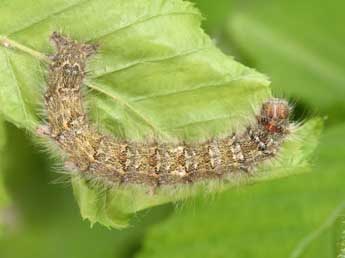 Chenille de Poecilocampa populi populi L. - �Philippe Mothiron