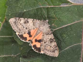 Catocala puerpera Giorna adulte - �Philippe Mothiron