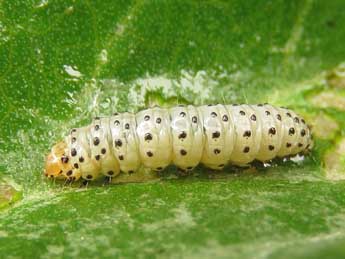  Chenille de Eriopsela quadrana Hb. - �Ruben Meert