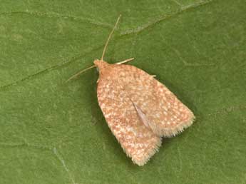 Acleris quercinana Z. adulte - �Philippe Mothiron