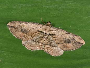 Horisme radicaria Lah. adulte - �Philippe Mothiron