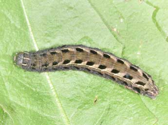  Chenille de Chersotis rectangula D. & S. - �Philippe Mothiron