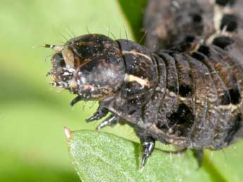  Chenille de Chersotis rectangula D. & S. - �Philippe Mothiron