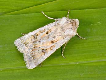 Agrotis ripae Hb. adulte - �Philippe Mothiron