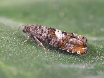 Epinotia rubiginosana H.-S. adulte - �Lionel Taurand