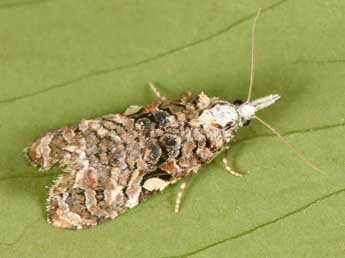 Phtheochroa rugosana Hb. adulte - �Philippe Mothiron