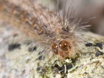  Chenille de Pseudokatha rungsi Toulgo�t - �Philippe Mothiron