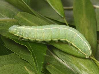  Chenille de Lithophane semibrunnea Hw. - �Philippe Mothiron