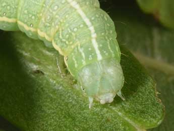  Chenille de Lithophane semibrunnea Hw. - �Philippe Mothiron