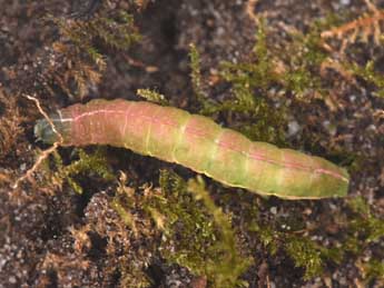  Chenille de Lithophane semibrunnea Hw. - �Philippe Mothiron