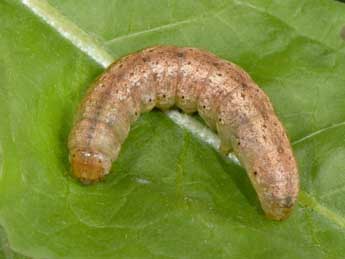  Chenille de Polia serratilinea Tr. - �Philippe Mothiron